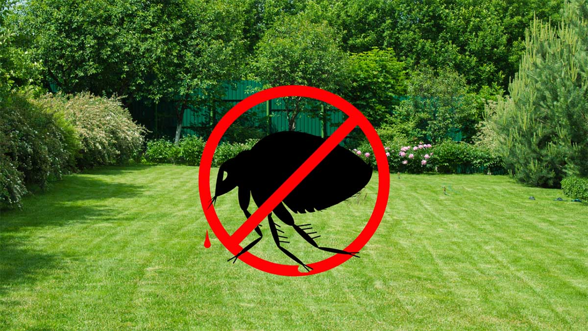 Organic and ways to Treat Fleas in Your Yard EU.HOOKII