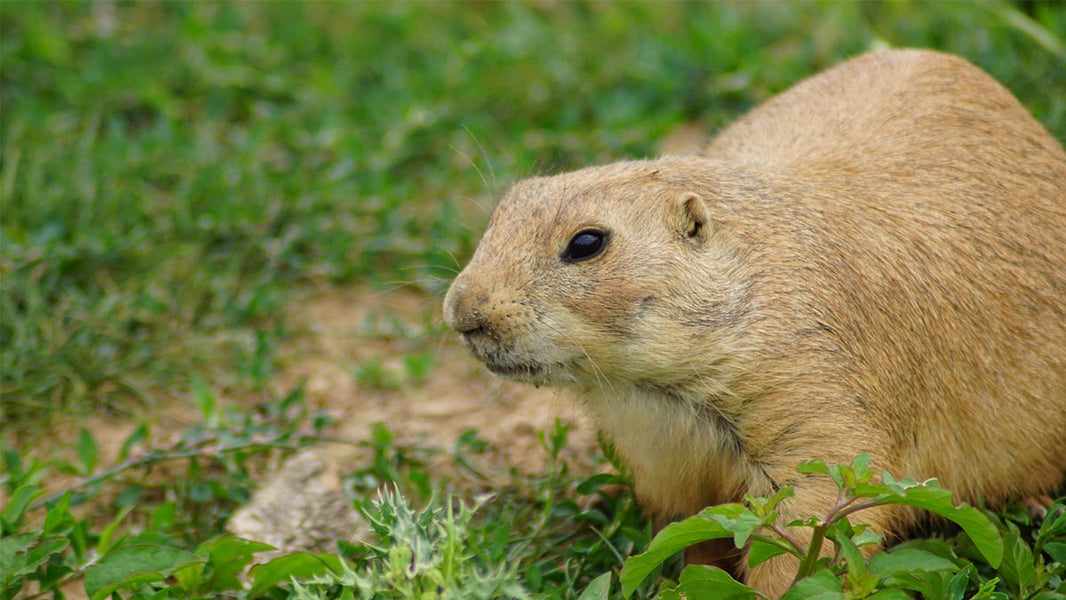 How to Get Rid of Moles and Gophers?