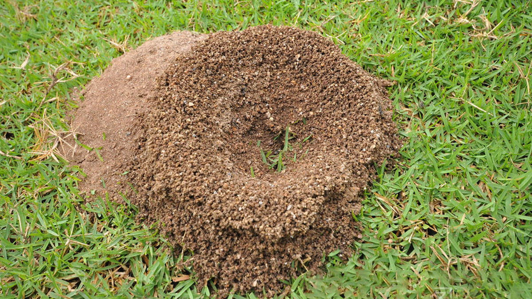 get rid of ants in yard