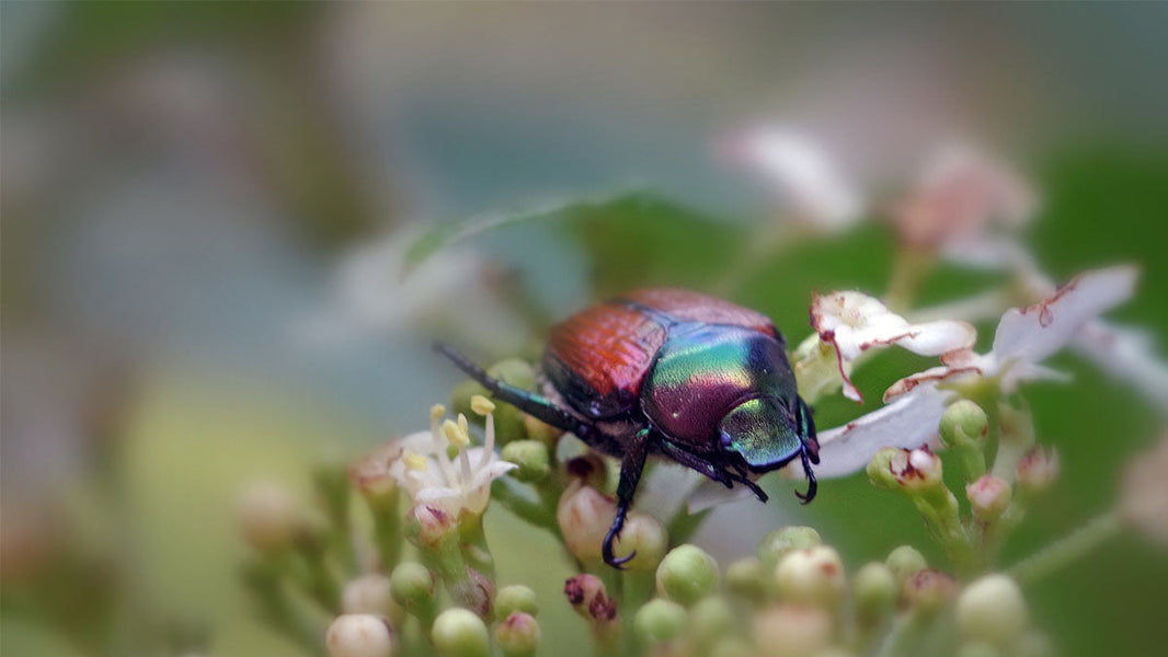 How to Get Rid of Japanese Beetles?