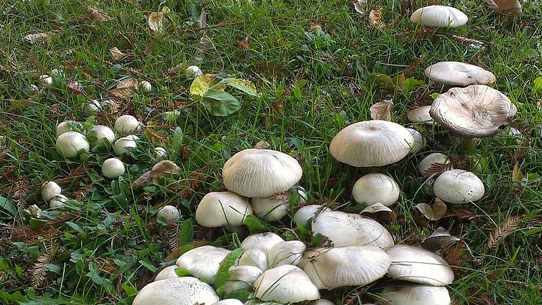 how to get rid of mushrooms in my yard