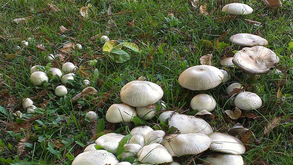 Why are Mushrooms Growing in my Lawn?